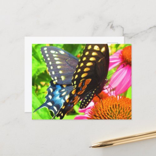 Black Swallowtail Butterfly Pink Echinacea Flowers Postcard