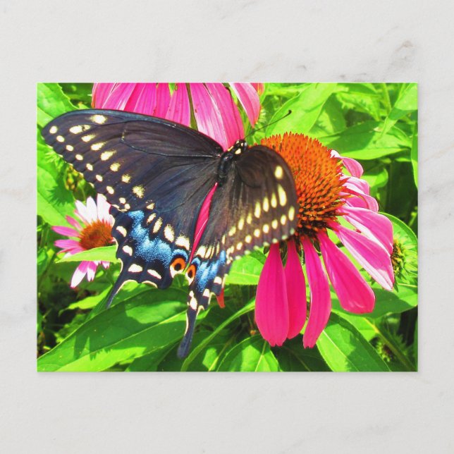 Black Swallowtail Butterfly Pink Echinacea Flowers Postcard (Front)