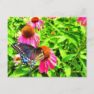 Black Swallowtail Butterfly Pink Echinacea Flowers Postcard