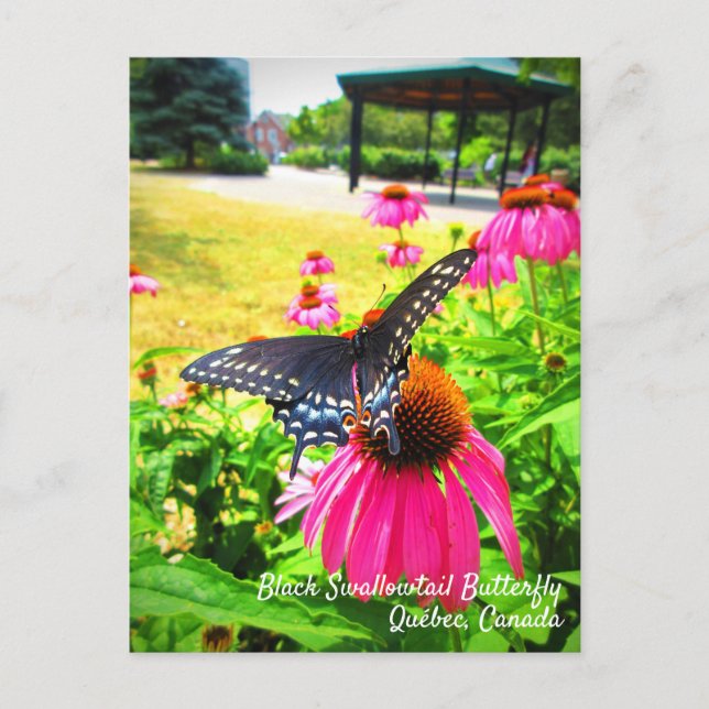 Black Swallowtail Butterfly Pink Echinacea Flowers Postcard (Front)