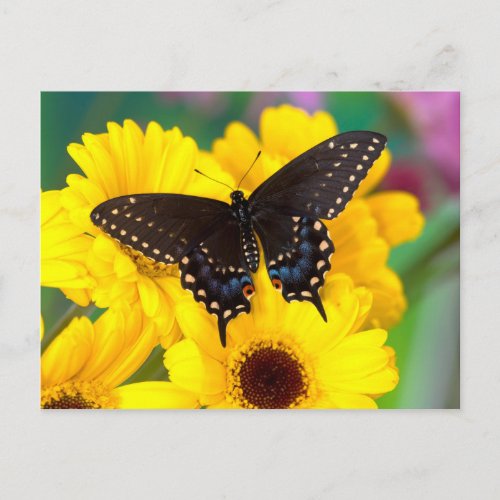 Black Swallowtail butterfly Postcard