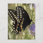 Black Swallowtail Butterfly Postcard