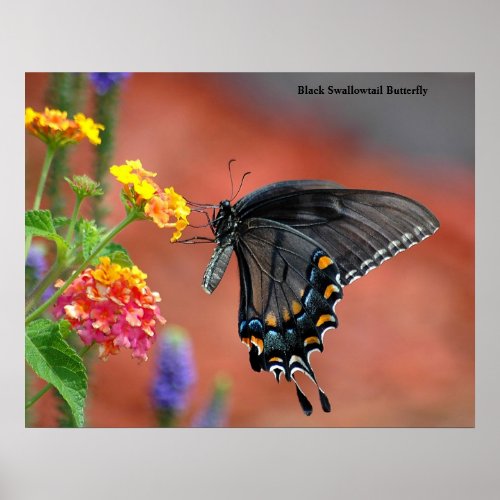 Black Swallowtail Butterfly Poster