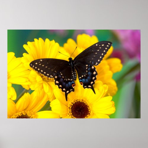 Black Swallowtail butterfly Poster