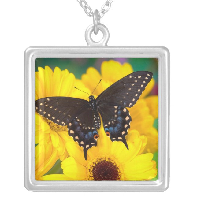 Black Swallowtail butterfly Silver Plated Necklace (Front)