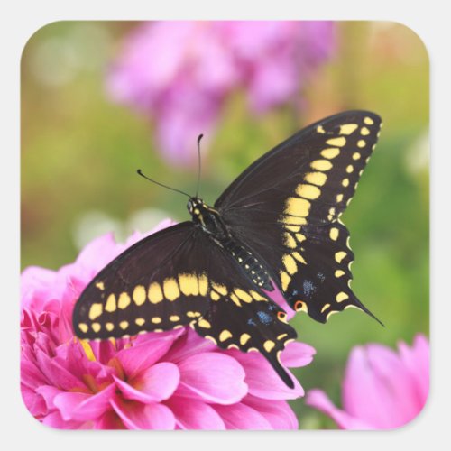 Black Swallowtail Butterfly Square Sticker