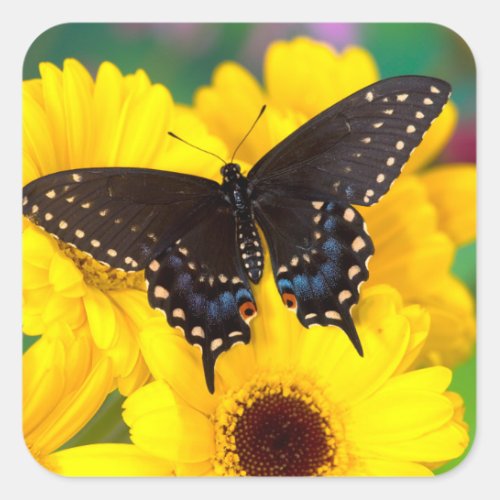 Black Swallowtail butterfly Square Sticker