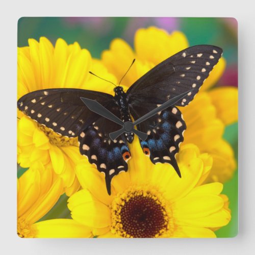 Black Swallowtail butterfly Square Wall Clock