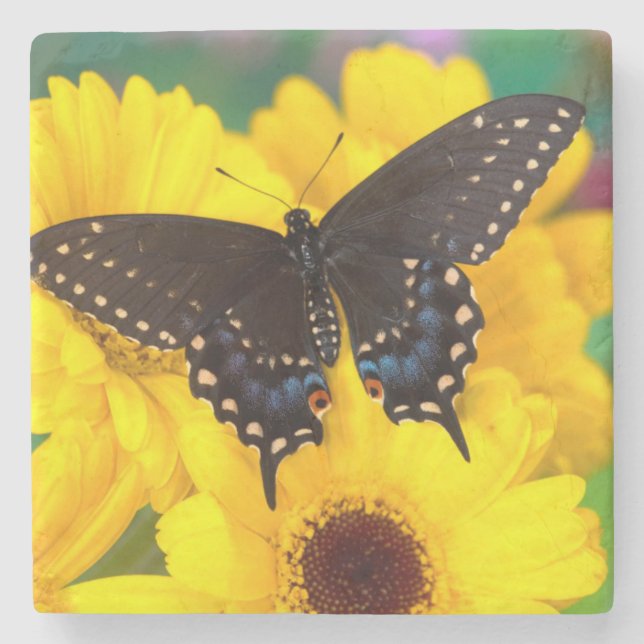 Black Swallowtail butterfly Stone Coaster (Front)