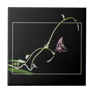 Black swallowtail butterfly tile