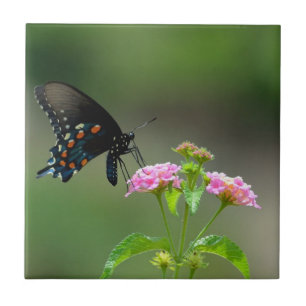 Black Swallowtail Butterfly Tile