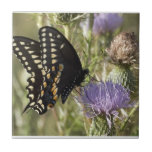 Black Swallowtail Butterfly Tile