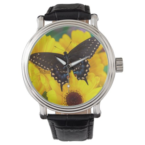 Black Swallowtail butterfly Watch