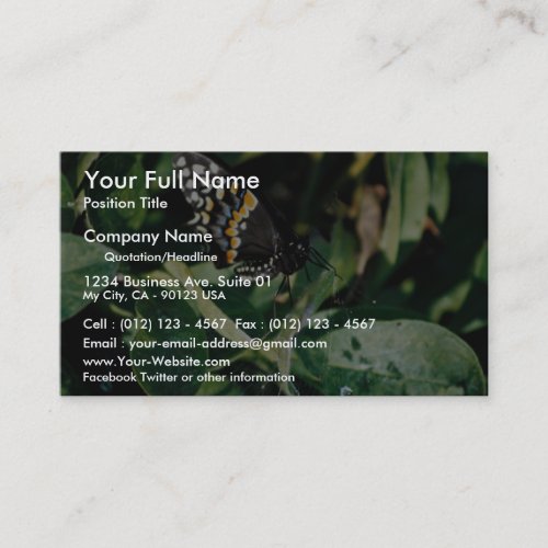 Black swallowtail butterfly, Wichita, Kansas, U.S. Business Card Template