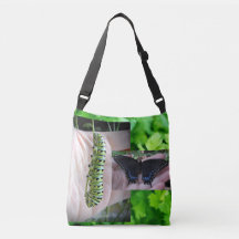 Black Swallowtail Caterpilar/Butterfly