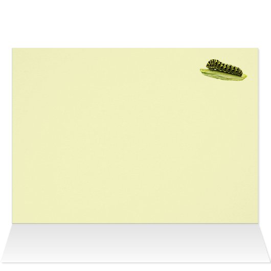 Black Swallowtail Caterpillar (Inside Horizontal (Top))