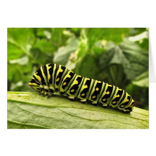 Black Swallowtail Caterpillar