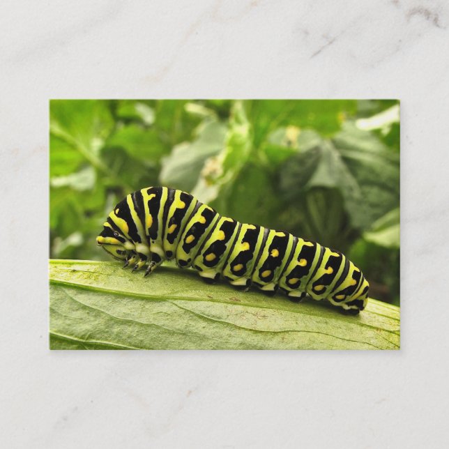 Black Swallowtail Caterpillar ATC Business Card (Front)