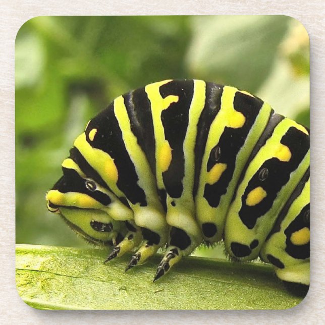 Black Swallowtail Caterpillar Beverage Coaster (Front)