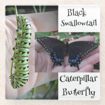 Black Swallowtail Caterpillar/Butterfly