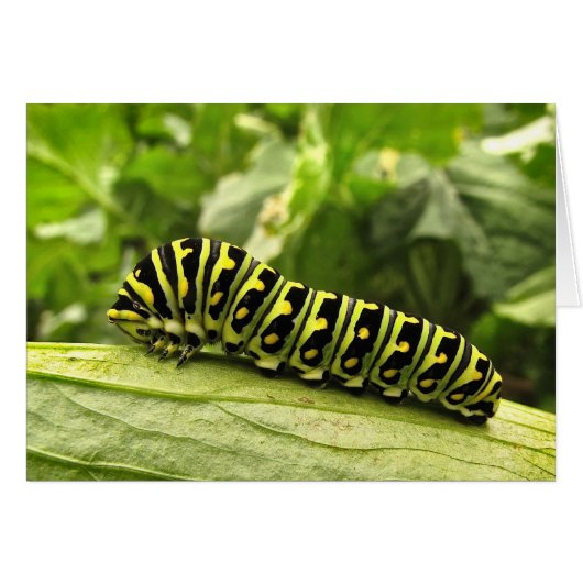 Black Swallowtail Caterpillar Cards (Front Horizontal)