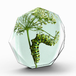 Black Swallowtail Caterpillar eating parsley Award