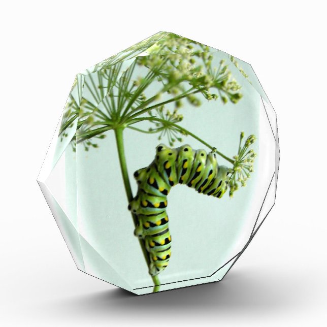 Black Swallowtail Caterpillar eating parsley Award (Left)
