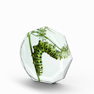 Black Swallowtail Caterpillar eating parsley Award