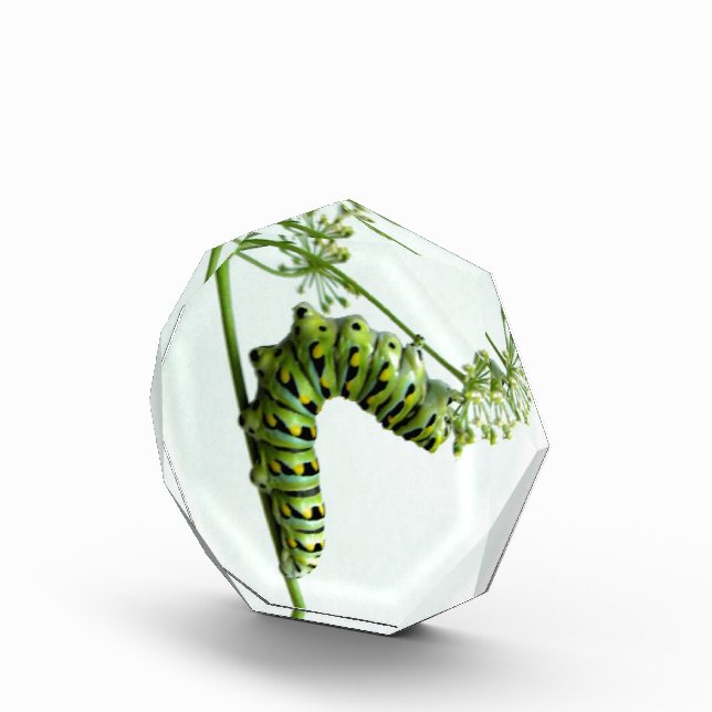 Black Swallowtail Caterpillar eating parsley Award (Right)