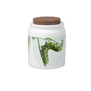 Black Swallowtail Caterpillar eating parsley Candy Jar