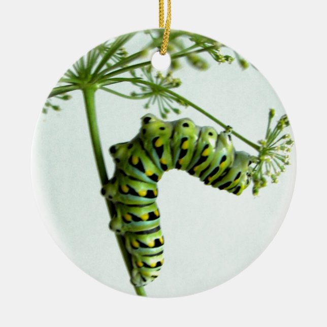 Black Swallowtail Caterpillar eating parsley Ceramic Ornament (Front)