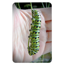Black Swallowtail Caterpillar Eating Parsley