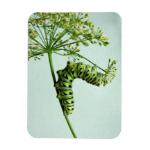 Black Swallowtail Caterpillar eating Parsley