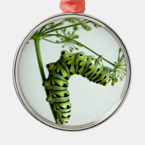Black Swallowtail Caterpillar eating parsley Metal Ornament