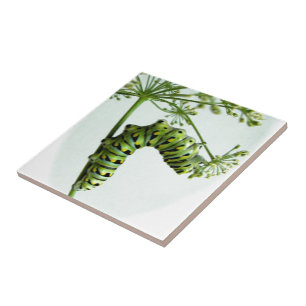 Black Swallowtail Caterpillar eating parsley Tile