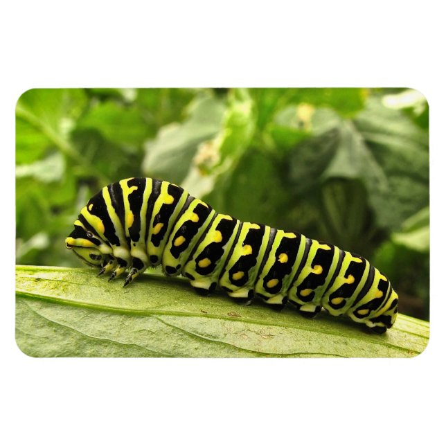 Black Swallowtail Caterpillar Magnet (Horizontal)