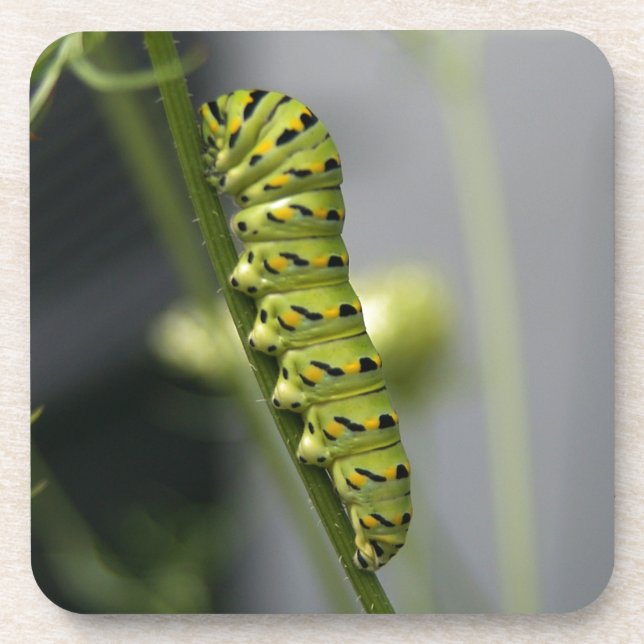 Black swallowtail caterpillar (parsleyworm) on Dil Beverage Coaster (Front)