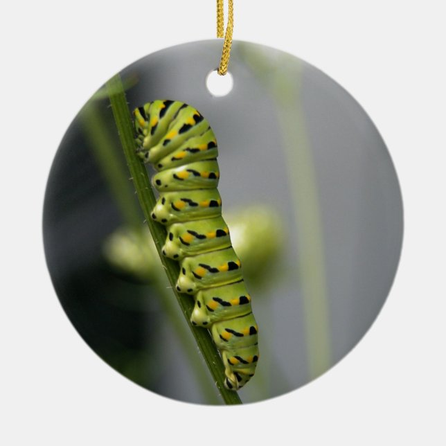 Black swallowtail caterpillar (parsleyworm) on Dil Ceramic Ornament (Front)