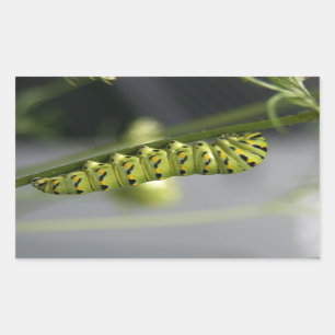 Black swallowtail caterpillar (parsleyworm) on Dil Rectangular Sticker
