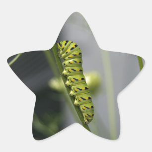 Black swallowtail caterpillar (parsleyworm) on Dil Star Sticker