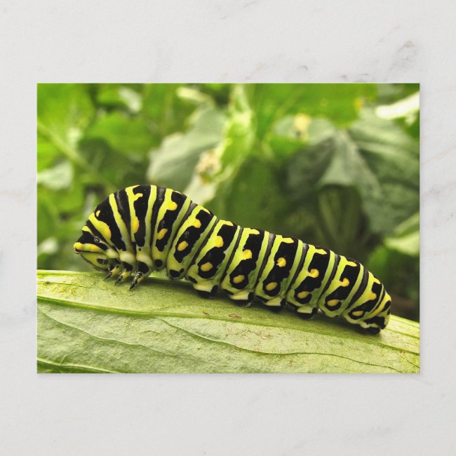 Black Swallowtail Caterpillar