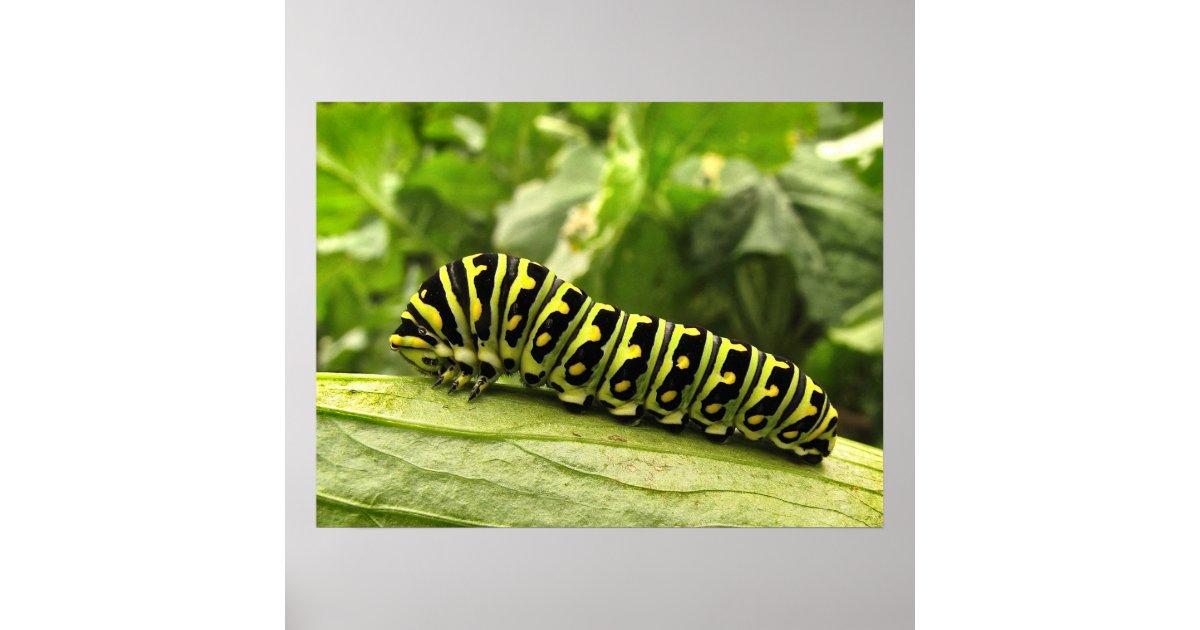 Black Swallowtail Caterpillar Poster | Zazzle