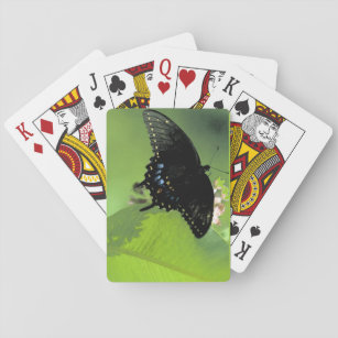 Black Swallowtail Jumbo Index Cards