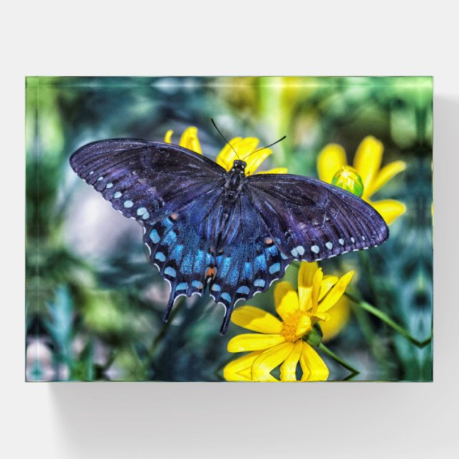 Black Swallowtail on yellow flowers Paperweight (Front)