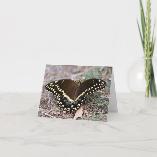 Black Swallowtail Photo Folded Note Card