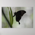 Black Swallowtail Poster