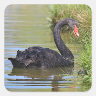 Black swam on water square sticker