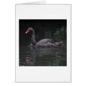 Black Swan (Front)