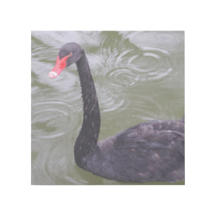 Black Swan 12" x 12" Gallery Wrap
