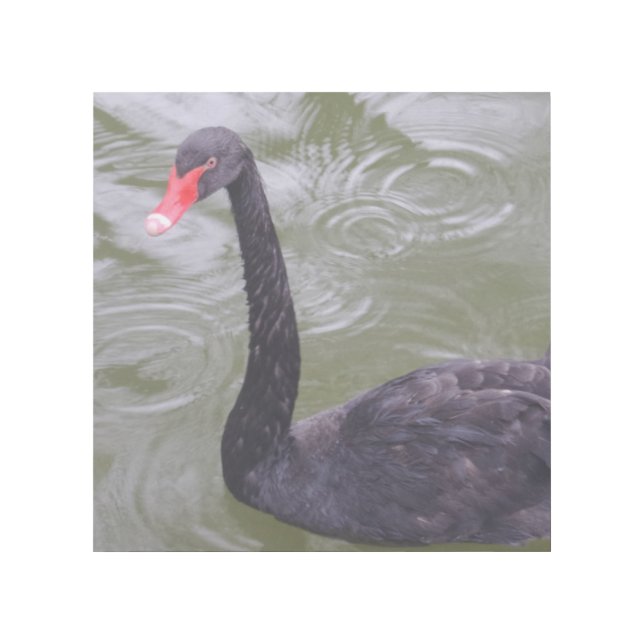 Black Swan 12" x 12" Gallery Wrap (Front)